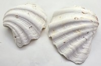 A Pair Of Antique Clam Shells