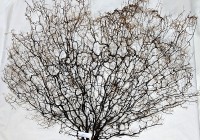 Large Piece Of Black Coral